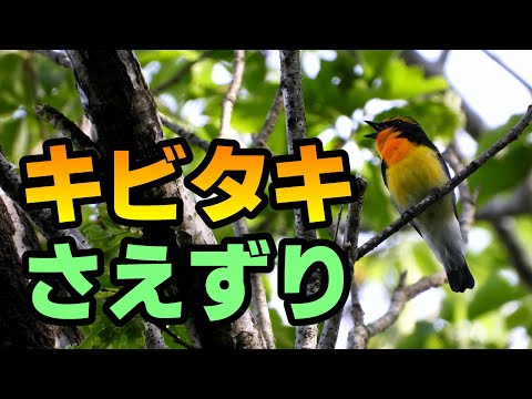 鳥 キビタキ の さえずり【鳴き声】2023年4月29日撮影 - YouTube