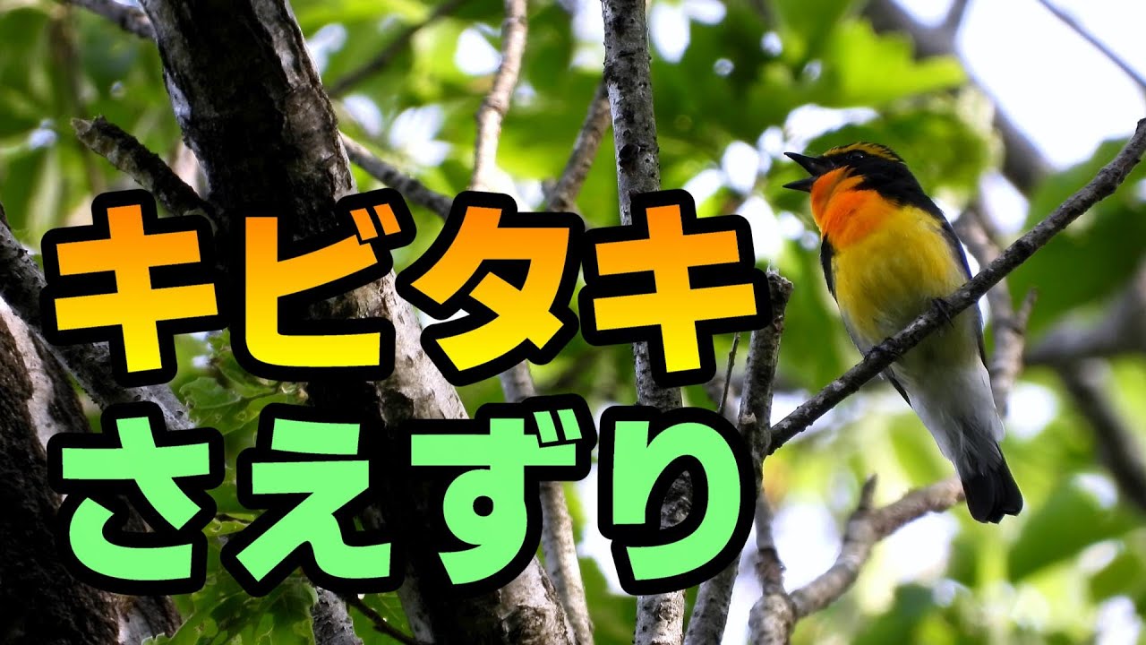 鳥 キビタキ の さえずり【鳴き声】2023年4月29日撮影 - YouTube