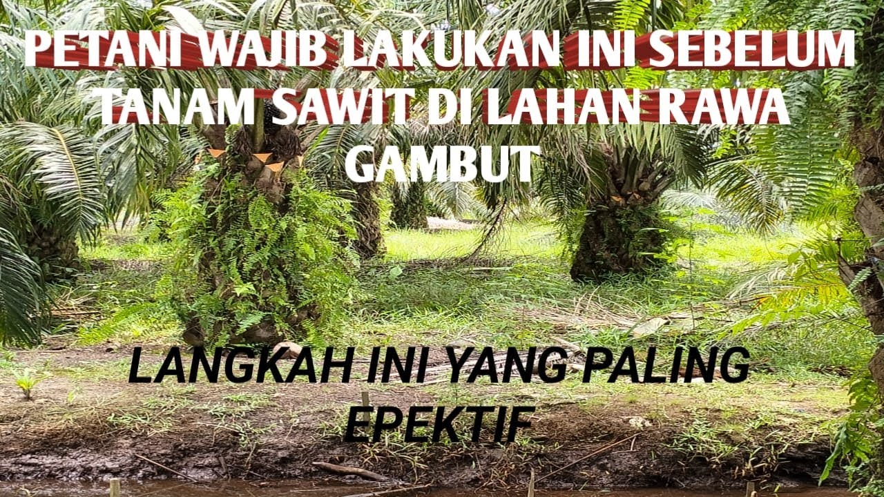 PETANI SAWIT DI LAHAN RAWA WAJIB LAKUKAN INI SEBELUM MENANAM KELAPA SAWIT