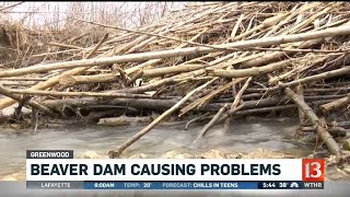 Beaver dam problems