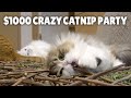 $1000 Crazy Catnip Party!ㅣKittisaurus