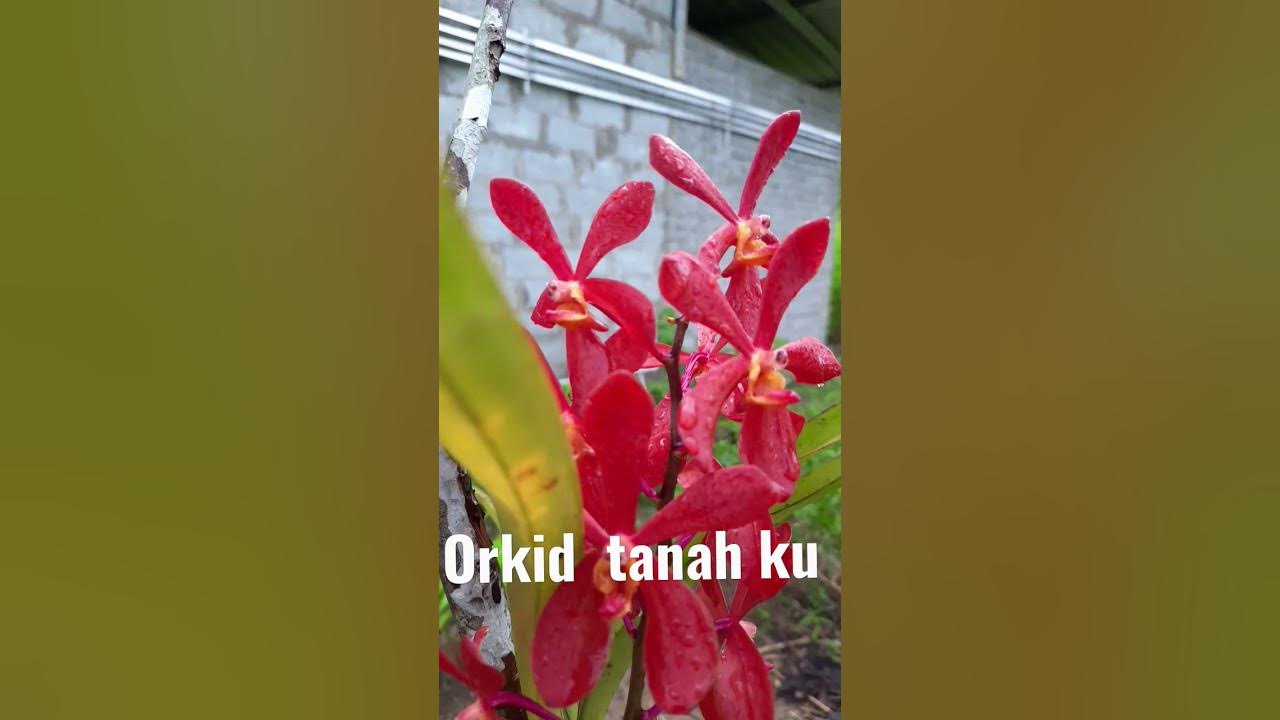 Orkid tanah ku #Shorts - YouTube