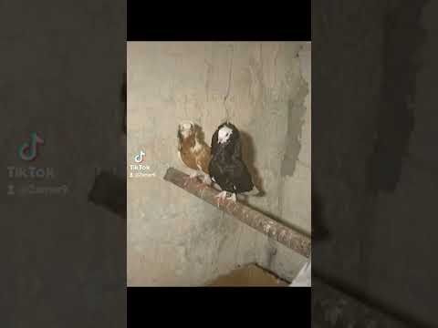 حمام قلاب هزاز وأبو لفحه