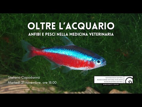 Video: Raganella australiana: tipi, manutenzione, cura