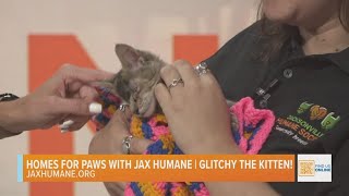 Homes for Paws: Meet Glitchy!
