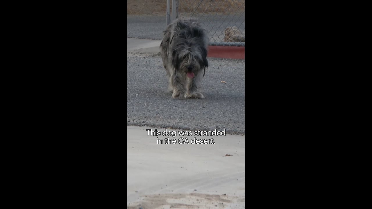 Hope For Paws - Official Rescue Channel