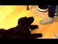 Sesame training at 14 weeks, Portuguese Water Dog Sesame training at 14 weeks, Portuguese Water Dog
