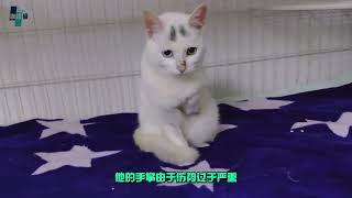 失去右手的流浪猫并没有向命运妥协该来的终究还是要来