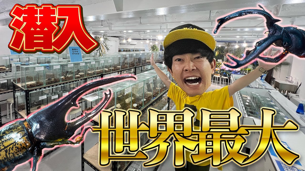 When we sneaked into the world's largest Kuwakabu exhibition