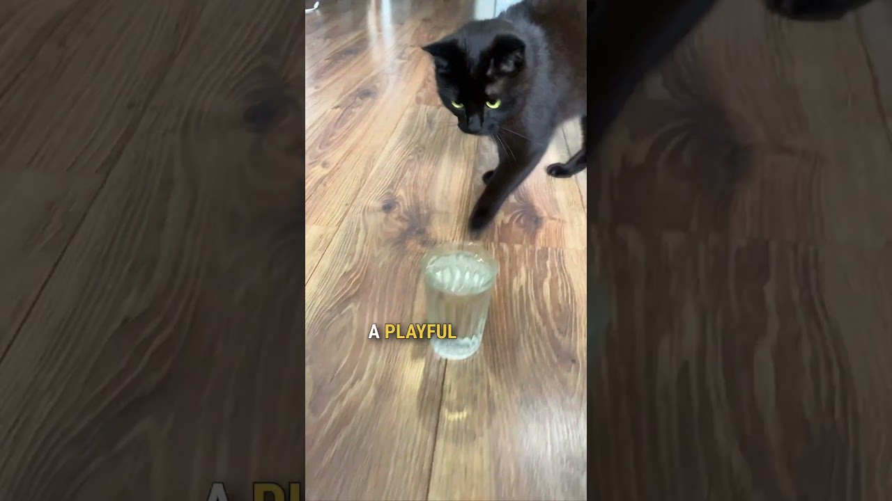 Watch Curious cat does this every time he drinks water 🥰 💕 #shorts #cat on YouTube Watch Curious cat does this every time he drinks water 🥰 💕 #shorts #cat on YouTube