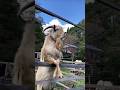 Amazing way to keep goats calm #goatfarming