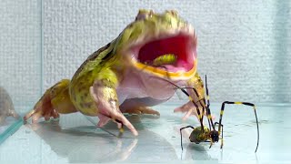 Frog attacking spiders one after another
