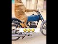 funny dog #dog#viralshort  #viral #funny #caredits #automobile #thar #gwagon #police #bmw #cbr250rr