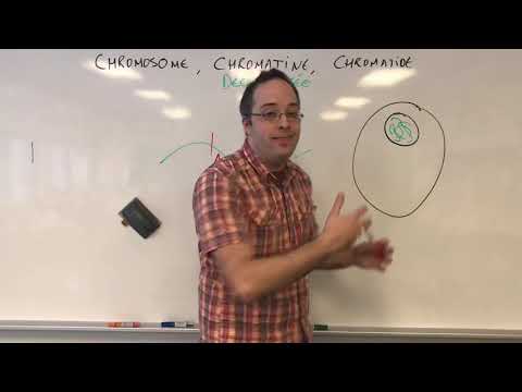 Vidéo: Quelle est la différence entre la chromatide chromatine et le chromosome ?