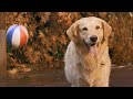 Air Bud (1997) ORIGINAL TRAILER [HD]