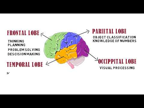 The brain functions and parts (Neurotech lectures)