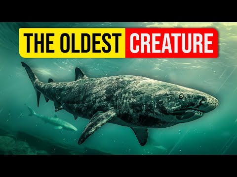 How the Greenland Shark lives up to 500 years...