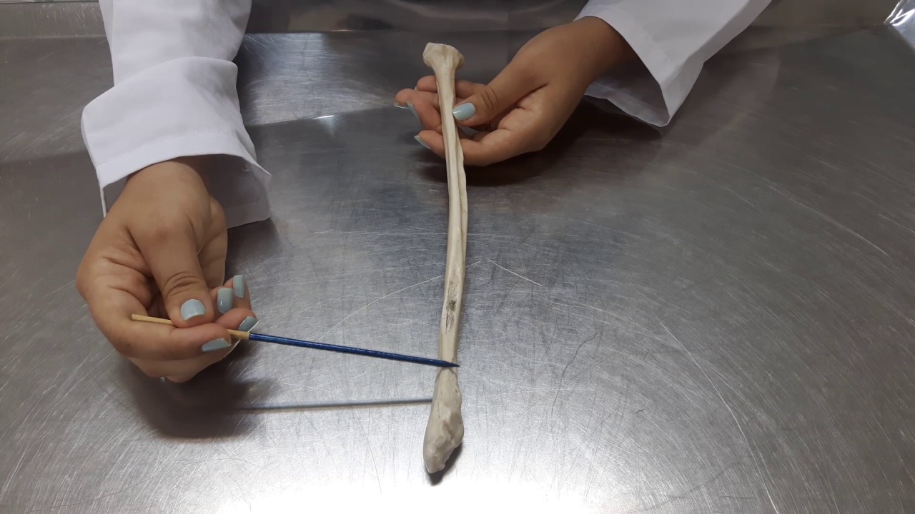 Aula 24 - Fíbula - YouTube