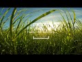 ASMR【Grass wind】優しい草の音に癒されてください 童心に帰る夕暮れ時/自然環境音
