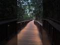Forest Walkway in 50 Sec with Night view #forestwalkway #malabarhill