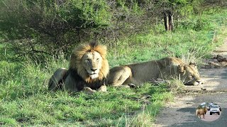 Early Morning Drive: Fourways Male Lions Surprise In Kruger Park
