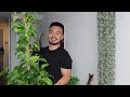 5 Favorite Basic Houseplants Ep. 2 | Easy to Care for Common Plants