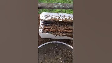 Beehive removal from attic in Bakersfield home