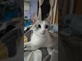 Кошка Муся) С добрым утром, как всегда не даёт по спать#котики #приколы #коты.