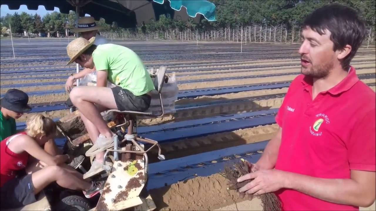 Plantation des fraises à la cueillette de Lavernose