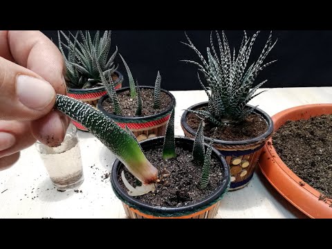 Video: ¿Cómo propagar haworthia fasciata?