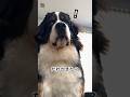 ドアホンよりも先に来客を教えてくれるわが家の番犬 #バーニーズマウンテンドック #大型犬 #0歳10ヶ月