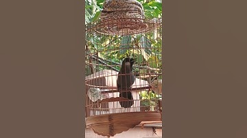 chim khuớu hót bắt cô trói cột cực chuẩn poksay