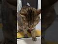 ゲロゲロを吐く前の猫は絶対にこうなります #shorts