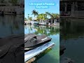 #keywest #tarpon #fish #realtoroftiktok #keywestrealestate #flkeys #keysteam #realtor #home