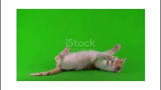 kediiiii