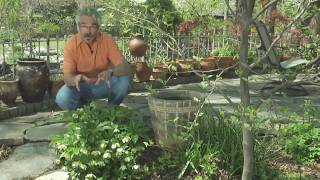 Gardener Guy TV: Paul's Plant Pick - Hellebores @ gardenerguy.com