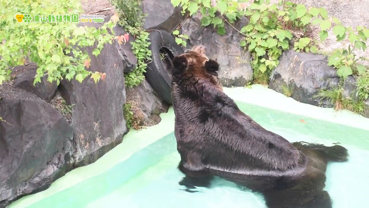 【中古】 エゾヒグマ百科 エゾヒグマ - Wikipedia
