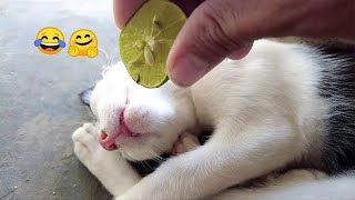You Will Laugh In 10 Seconds 😂 - Top Funny Pets Videos