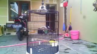 Murai medan 'Siliwangi' lagi ngamuk