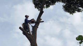 TAK SEMUDAH YANG DI BAYANGKAN ‼️TEBANG 2 POHON TREMBESI DI LAPANGAN TEMBAK TNI 501stihl#660#070