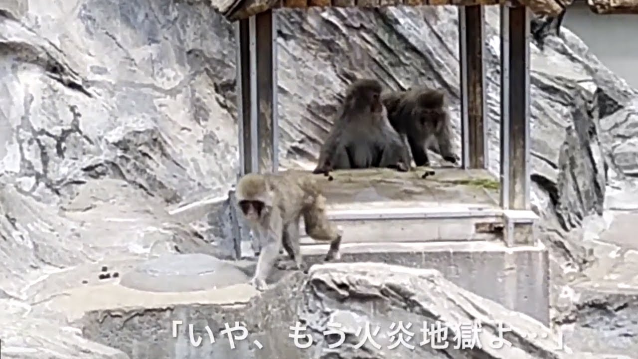 Arrows Be F 04k Live Auto Zoom サル Youtube Arrows Be F 04k Live Auto Zoom サル Youtube