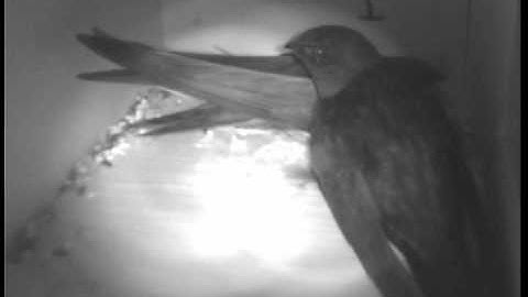 Two Swifts enter the nest box