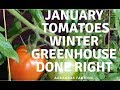 Winter Greenhouse, Fresh tomatoes in November!