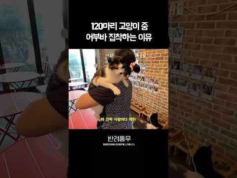 암 때문에 파양된 고양이가 사람에게 집착하는 이유 thumbnail