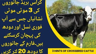 3 Hints of high milk crossbred cattle II Apny farm average 20L krain I Protocol and feed formulation