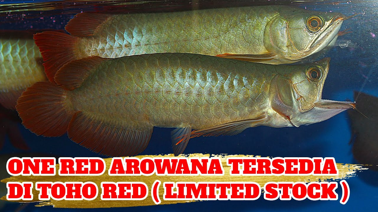 One Red Arowana Tersedia Di Toho Red Limited Stock Arwana Super Red Kualitas Genetik Merah Youtube