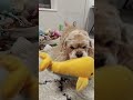 おもちゃを選んでる姿が可愛い(コッカースパニエル)