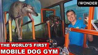 The World's First Mobile Dog Gym That's Making Dogs Happy And Healthy