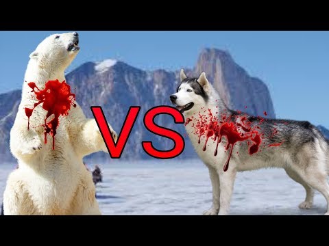 Vídeo: Ursos Polares Vs. Pobres? Rede Matador