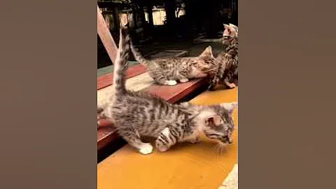 Watch the video about Bengal munchkin mèo lùn 0913363366